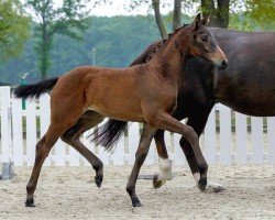 Dressurpferd Zukunftsstern (Westfale, 2020, von Blue Hors Zackerey)