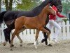 dressage horse Der Künstler (Westphalian, 2020, from Gut Wettlkam's D'avie FRH)