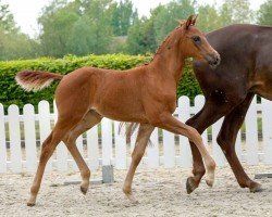 dressage horse Viva Colonia (Westphalian, 2020, from Vivaldos)