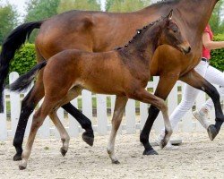 dressage horse First fly to the Sky (Westphalian, 2020, from First Selection)