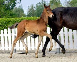 dressage horse Ganz Großes Kino (Westphalian, 2020, from Galaxy)