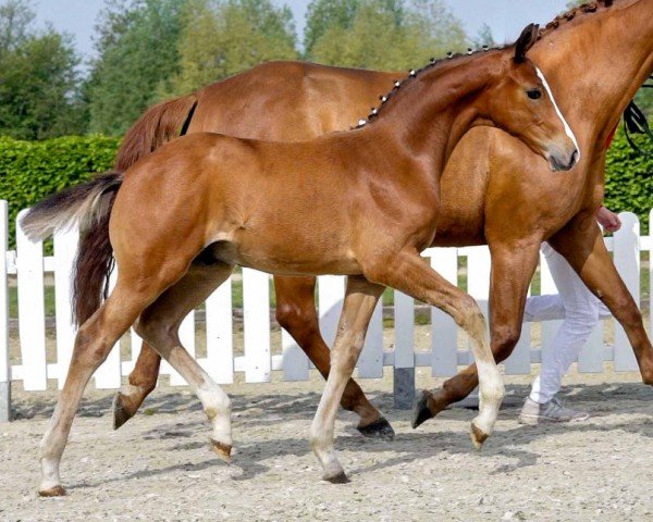 dressage horse Der Neue (Westphalian, 2020, from De Niro Gold 3)