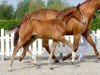 dressage horse Der Neue (Westphalian, 2020, from De Niro Gold 3)