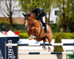 stallion Tailormade Chaloubet (Oldenburg show jumper, 2005, from Chacco-Blue)