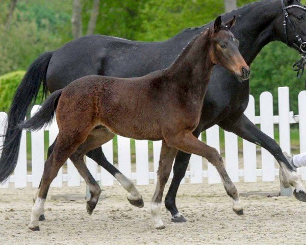 dressage horse Vitus (Westphalian, 2020, from Viva Gold OLD)