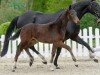 dressage horse Vitus (Westphalian, 2020, from Viva Gold OLD)