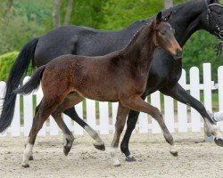 dressage horse Vitus (Westphalian, 2020, from Viva Gold OLD)