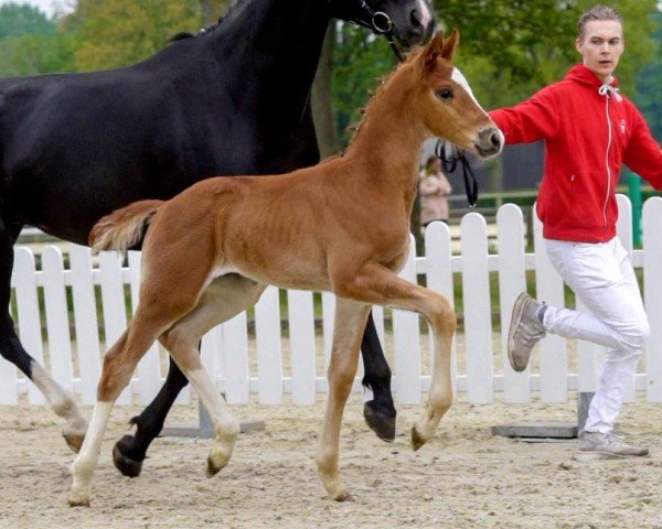 Dressurpferd Fiete (Westfale, 2020, von For Gold OLD)