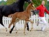 dressage horse Fiete (Westphalian, 2020, from For Gold OLD)