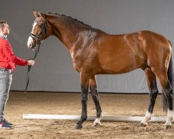 stallion Zumba 7 (Westphalian, 2018, from Zoom 8)