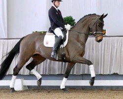 dressage horse Rapunzel (Westphalian, 2016, from Real Grandios)