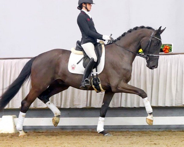 dressage horse Spectre KP (Westphalian, 2018, from Sezuan)