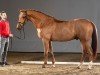 dressage horse Heracles Fh (KWPN (Royal Dutch Sporthorse), 2012, from Jazz)