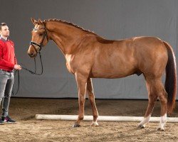 dressage horse Heracles Fh (KWPN (Royal Dutch Sporthorse), 2012, from Jazz)