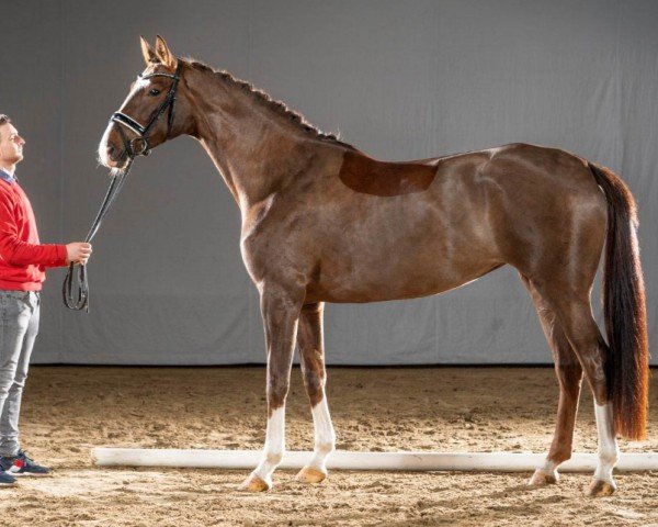 dressage horse Belle Suisse (Westphalian, 2017, from Callaho's Benicio)