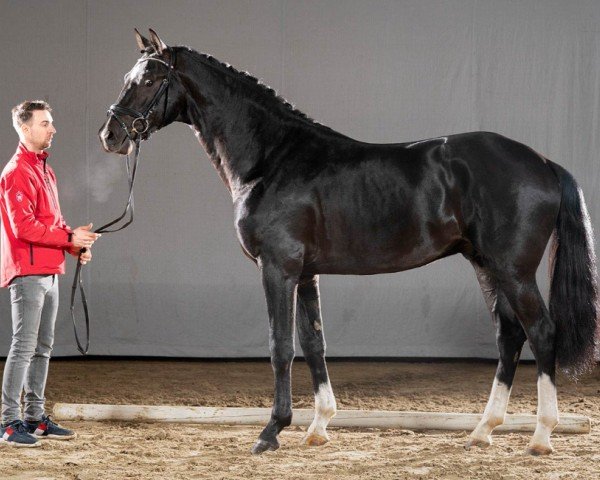 dressage horse Richelieu (Westphalian, 2018, from Harmony's de Beau)