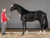 dressage horse Richelieu (Westphalian, 2018, from De Beau)