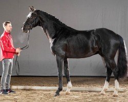 dressage horse Richelieu (Westphalian, 2018, from De Beau)