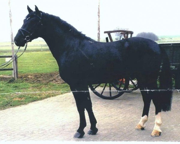 stallion Enzo (Alt-Oldenburger / Ostfriesen, 1994, from Enzian)