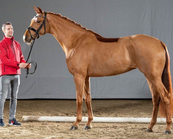 dressage horse FireFly (Westphalian, 2017, from Fürst Jazz)