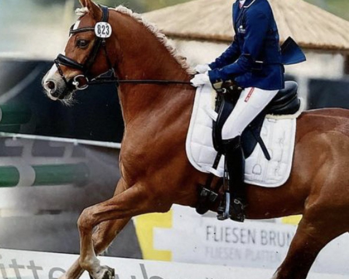 jumper Oranjehof's Bogibolero (German Riding Pony, 2014, from Bogiboy)