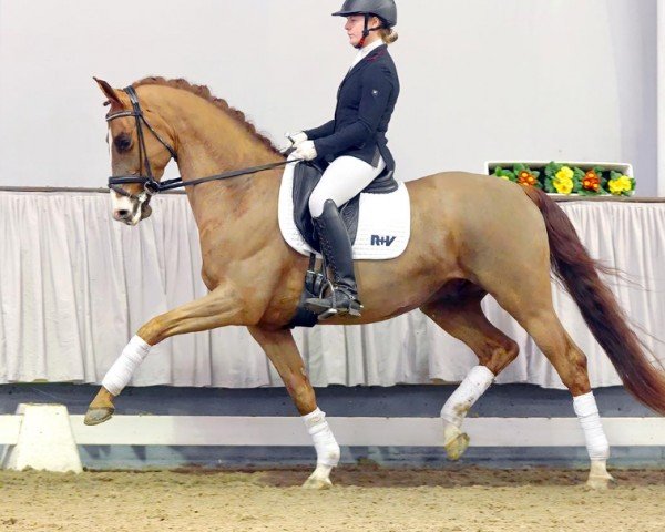 dressage horse Van Venn (Hanoverian, 2017, from Vitalis)