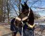 dressage horse Danciero 6 (Hanoverian, 2014, from De Niro)