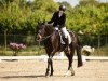 dressage horse Dow Jones Hävg (Hanoverian, 2006, from Don Frederico)