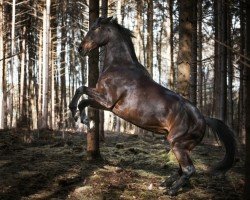 horse Albführen's Lorenzo (Württemberger, 2001, from Laudatio)