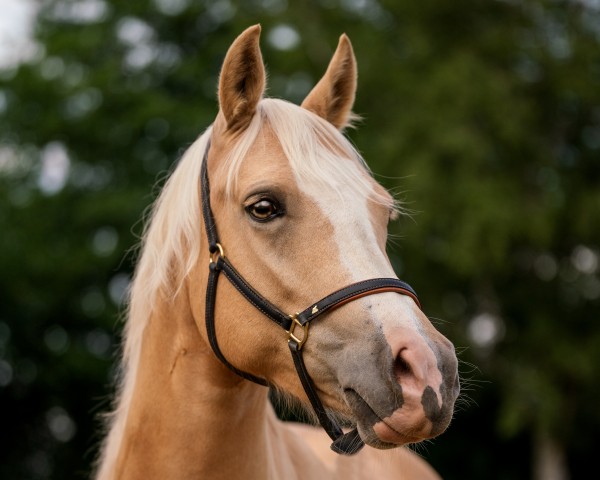 dressage horse Admira B (German Riding Pony, 2016, from FS Mr. Right)