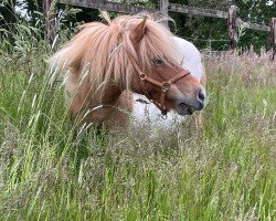 horse Polly (Shetland pony (under 87 cm), 2006, from Schalenburgs Twister)