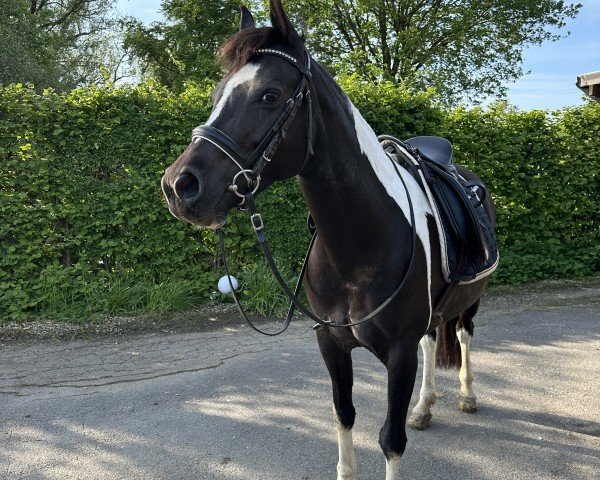 horse Santana (German Riding Pony, 2015, from Champ)