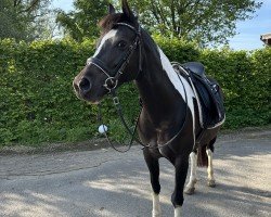 Pferd Santana (Deutsches Reitpony, 2015, von Champ)