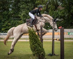 jumper Mylene Carthago Z (Zangersheide riding horse, 2011, from Mylord Carthago)