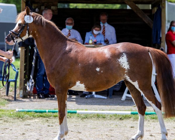 broodmare Feerwerder Royal Rose (NL) (Welsh-Pony (Section B), 2016, from Cadlanvalley Landlord)