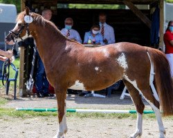 broodmare Feerwerder Royal Rose (NL) (Welsh-Pony (Section B), 2016, from Cadlanvalley Landlord)