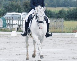 dressage horse Roman P (Westphalian, 2006, from Royalist)