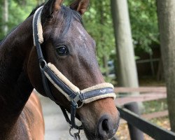 dressage horse Don 608 (Hanoverian, 2014, from Don Index)