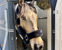 Springpferd Aughnahee Florinta (Irish Sport Horse, 2014, von Sillan Lux)