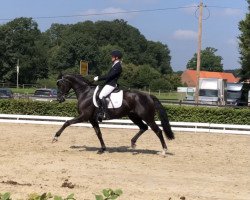 dressage horse Quimbaya (Westfale, 2013, from Quatertime)