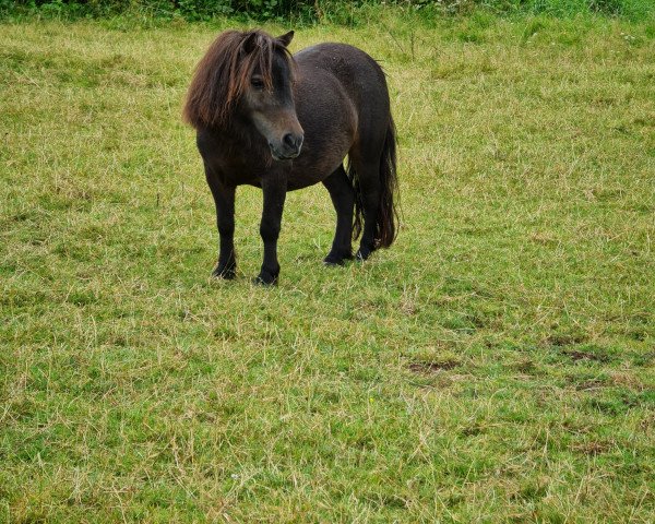 horse Nelleke 4 (Shetland pony (under 87 cm), 2014)