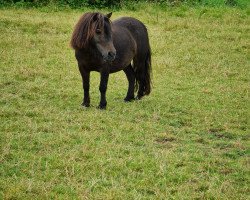 horse Nelleke 4 (Shetland pony (under 87 cm), 2014)