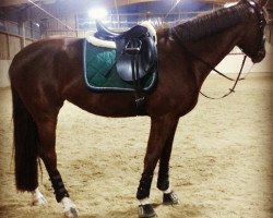 dressage horse Larina (Oldenburg, 2011, from Don Diamond)