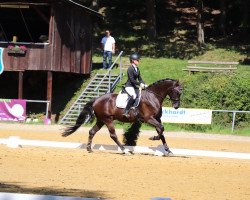 dressage horse Valenciano WES (Westphalian, 2016, from Valerius)