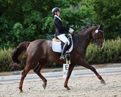 dressage horse Starlette BB (Oldenburg, 2016, from Sezuan)