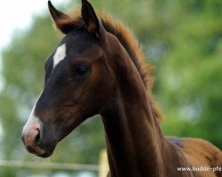 dressage horse Viva Wega Gold (Westphalian, 2021, from Viva Gold OLD)