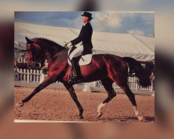 broodmare Fabielle N.R. (German Warmblood, 2003, from Falano N.R.)