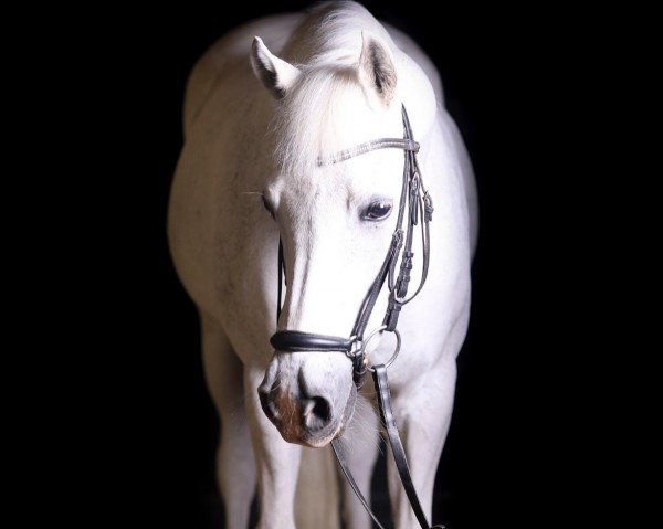 dressage horse Dagobert 87 (unknown, 1999)