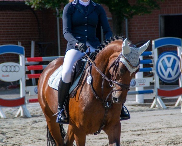 Springpferd Pretty Blue (Zangersheide Reitpferd, 2017, von Plot Blue)