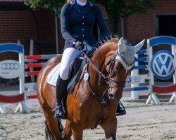 jumper Pretty Blue (Zangersheide riding horse, 2017, from Plot Blue)